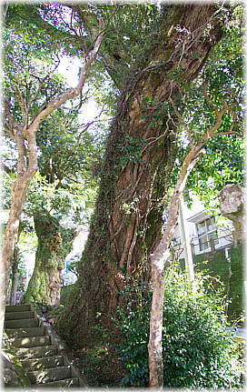 画像:祢宜畑山神社のスダジイ