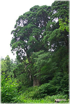 画像:二代杉(全景)