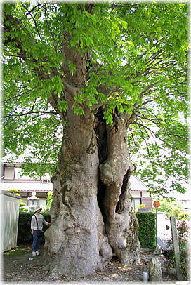 画像:西山の欅(幹と並ぶ)