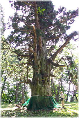 画像:延沢城跡の大杉(幹と並ぶ)
