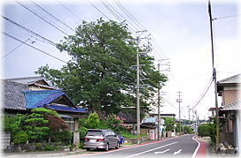 画像:一里塚のムク(全景)