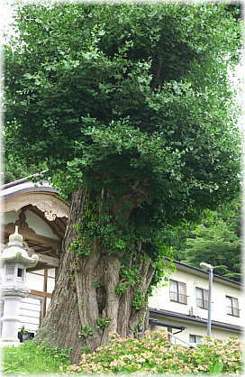 画像:如来寺のイチョウ