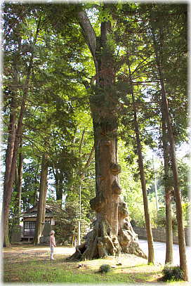 画像:小原神社のケヤキ1号(幹と並ぶ)
