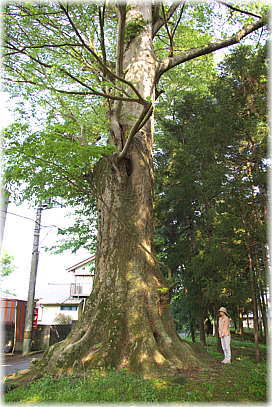 画像:小原神社のケヤキ2号(幹と並ぶ)