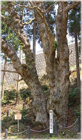 画像:落合のトチノキ