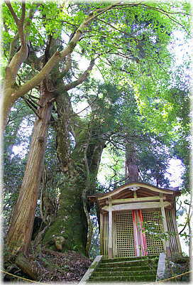 画像:落合神社のケヤキ_1