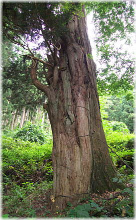 画像:おくまん様の大スギ
