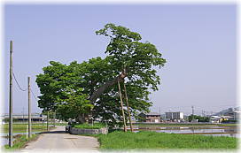 画像:女飯盛木(全景)