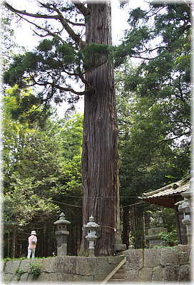 画像:大渕天神社のスギ(幹と並ぶ)