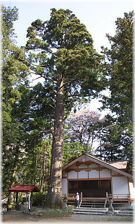 画像:大垣内のスギ(全景)(幹と並ぶ)