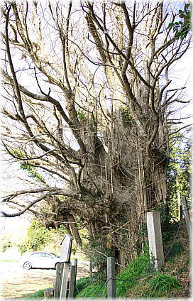 画像:大胡田天神社のイチョウ_1