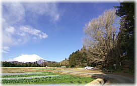 画像:大胡田天神社のイチョウ(富士山とイチョウ)