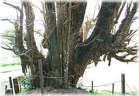 画像:大胡田天神社のイチョウ_2