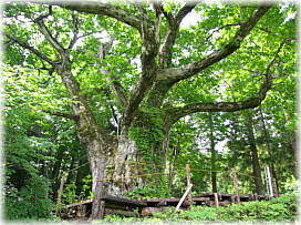 画像:大井沢の大栗(最初に出会う姿)