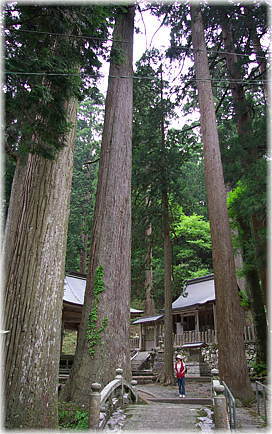 画像:大皇器地祖神社のスギ(幹と並ぶ)