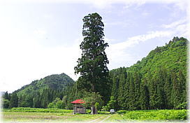 画像:大倉八皇子社のスギ(遠景)