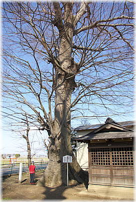 画像：大桑神社の欅（幹と並ぶ）
