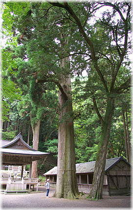 画像:大宮神社のスギ(幹と並ぶ)