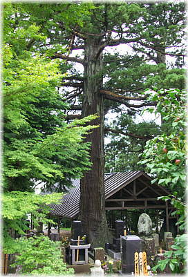 画像:織部杉