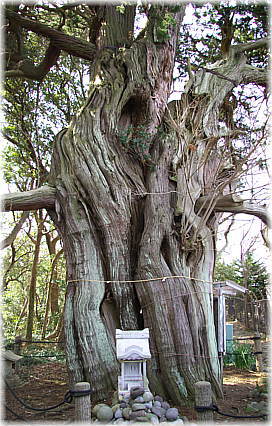 画像:大瀬崎のビャクシン(夫婦ビャクシン)