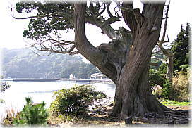 画像:大瀬崎のビャクシン