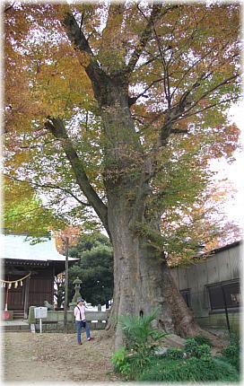 画像:愛宕神社のケヤキ(幹と並ぶ)