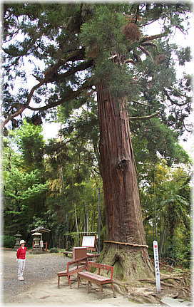 画像：小山寺の大杉（幹と並ぶ）