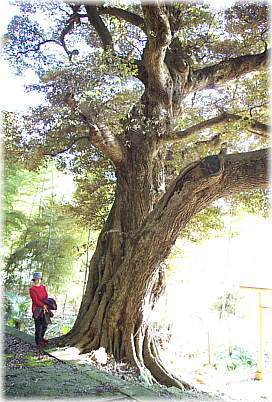 画像:雷電神社の椎の木(幹と並ぶ)_1