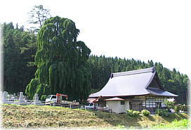 画像:瀧源寺のシダレカツラ(遠景)
