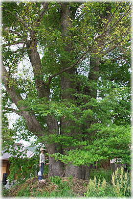 �摜�F�������̃G�]�G�m�L�i���ƕ��ԁj