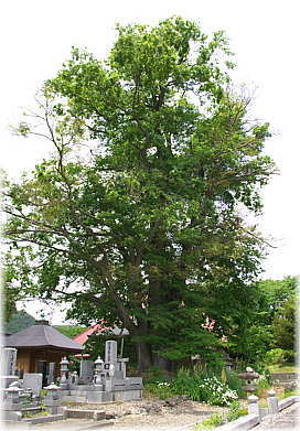 �摜�F�������̃G�]�G�m�L�i�S�i�j