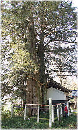 画像:竜泉寺のカヤ(幹と並ぶ)