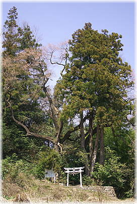 画像:下蚊屋明神のサクラ(全景)