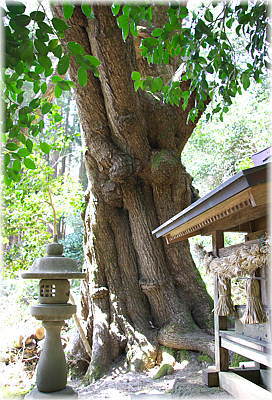 画像:下蚊屋明神のサクラ