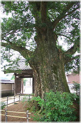 画像:西念寺のカヤ