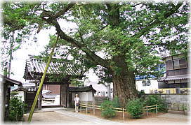 画像:西念寺のカヤ(幹と並ぶ)
