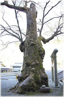 画像:坂下のケヤキ