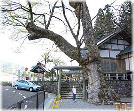 画像:坂下のケヤキ(幹と並ぶ)