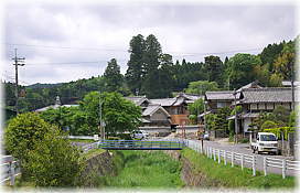 画像:里宮神社のスギ(遠景)