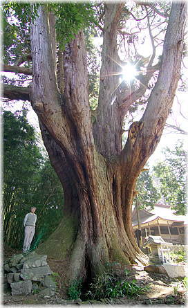 画像:佐波良の大杉(幹と並ぶ)