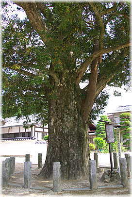 画像:西岸寺のカヤ