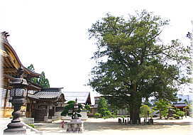 画像:西岸寺のカヤ(全景)