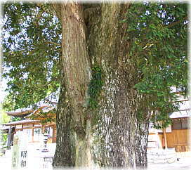 画像:西岸寺のカヤ(幹からスギが生えている)