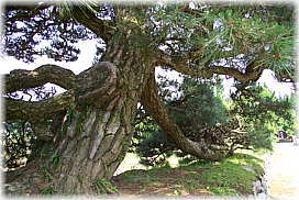 画像:西岸寺参道のクロマツ