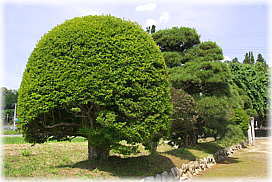 画像:西岸寺参道のドウダンツツジ