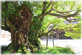 画像:清凉寺のタブノキ_2