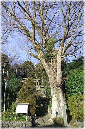 画像:清さん神社のケヤキ