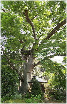 画像:関場の大ケヤキ_1