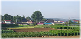 画像:二子町下川端のイチョウ(遠景)