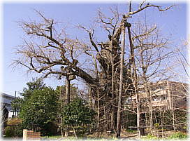 画像:下土狩のイチョウ(全景)
